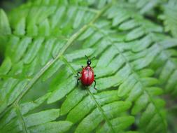 red beetle crawling through the foliage