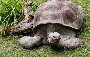 Turtle Animal World