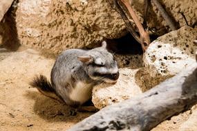 Viscacha Plains Animal