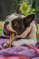 Dog Bone Pet