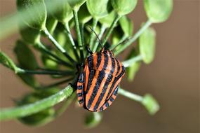 Graphosoma Lineatum Insect Nature