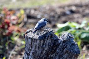 Nuthatch Bird Sitta Europaea