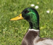 Wild Ducks Duck Water