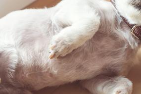 Dog Belly White