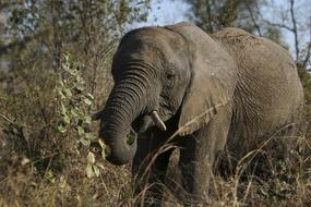Africa Animal Safari