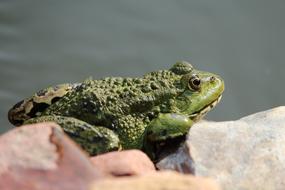 Frog Pond Animal Water