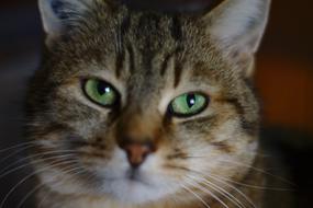 Cat Tabby Eyes