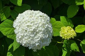 white wildflower on the branches