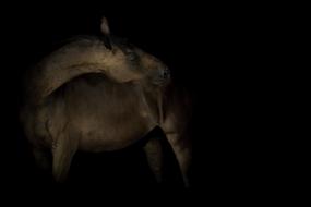 wild horse in the dark