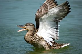 Duck Wings Bird