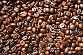 aromatic coffee beans harvest