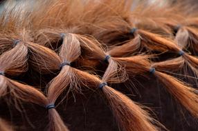 Horse Mane Animals