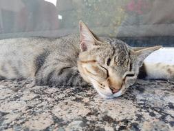 Siesta Cat Dream