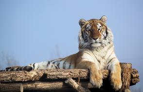 Tiger Indian Beast