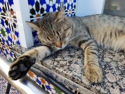 Siesta Cat Dream