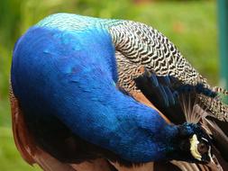 Peacock Bird