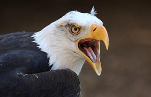 Bird Bald Eagle Of
