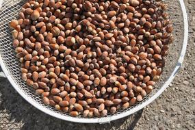 ripe delicious hazelnut harvest