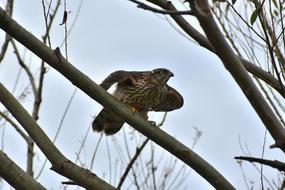hawk Bird at Wildlife