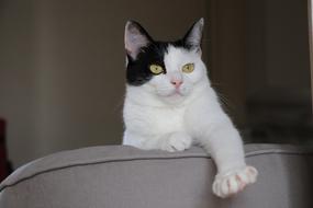 Cat Pet Cat'S Eye