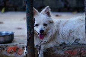 Dog Animal Puppy