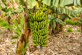 Tropical delicious bananas on a tree