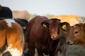 Cows Cattle Meadow