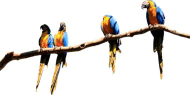 Parrots Branch Isolated