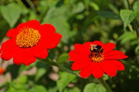 Hummel Insect Summer Flower