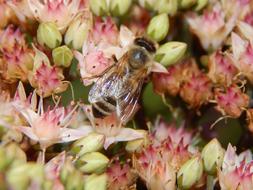 Bee Insect Flower