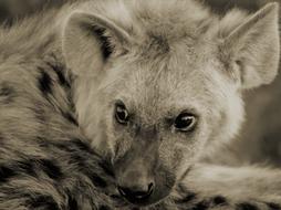 hyena lies watching