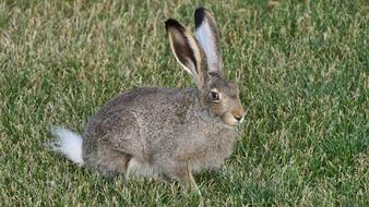 Hare Rabbit Jack