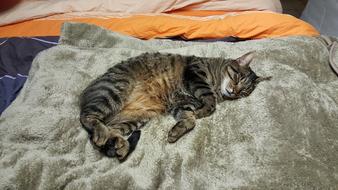 Cat Mieze Mackerel