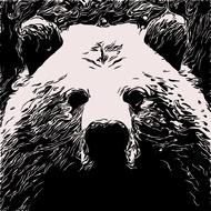 bear animal grizzly brown black