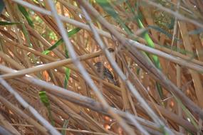 Bird Nature Natural