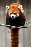 Red Panda Animal Cute Wild