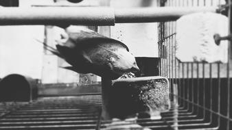 Parrot Bird Cage