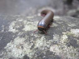 Insect Millipede Nature