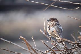 Sparrow Bird Nature