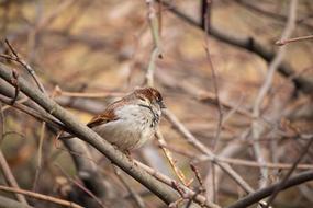 Sparrow Bird Nature