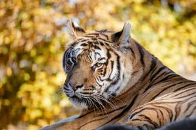 Tiger Animal Nature