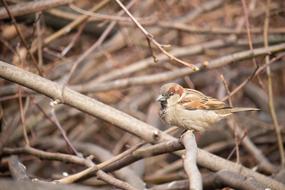 Sparrow Bird Nature