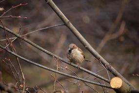 Sparrow Bird Nature