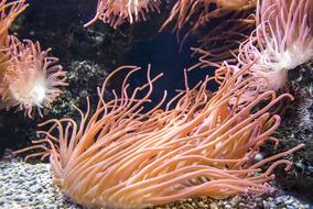 Salt Water Coral Underwater