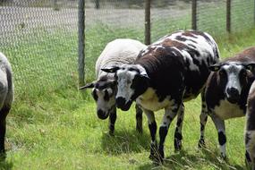 Sheep Lamb Farm