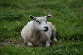 White Sheep Wool
