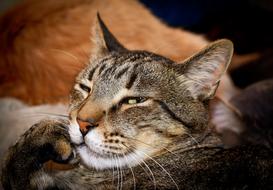 Cat Pet Feline