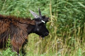 Goat Goats Cattle