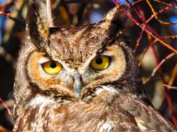 big yellow eyes of an owl