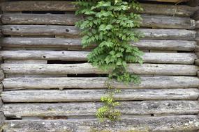 Old Wooden Wall Exterior Grunge